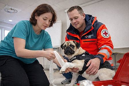Zwei Personen behandeln einen Hund mit verletztem Bein