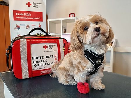 Ein kleiner Hund mit verbundener Pfote sitzt auf einem Tisch vor einer roten Erste-Hilfe-Tasche