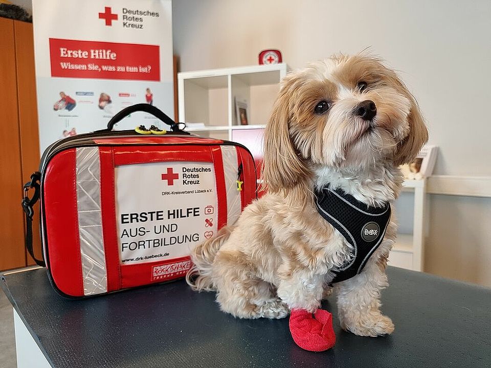 Ein kleiner Hund mit verbundener Pfote sitzt auf einem Tisch vor einer roten Erste-Hilfe-Tasche