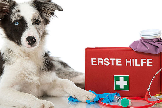 Hund liegnt neben Erste Hilfe Set